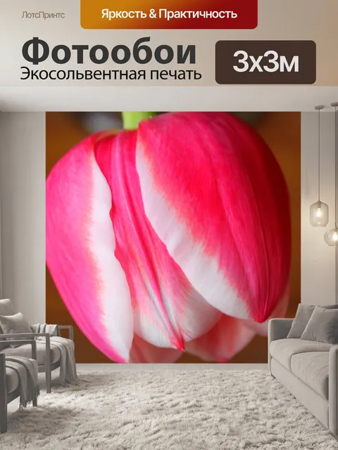 Фотообои Тюльпан