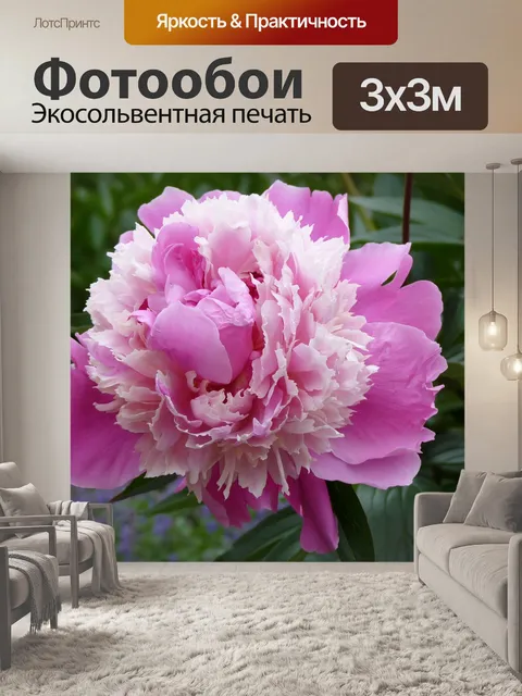 Фотообои Пион