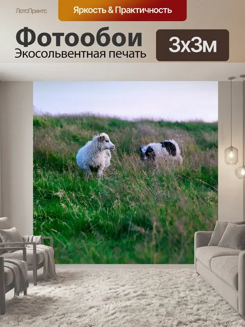 Фотообои Овец