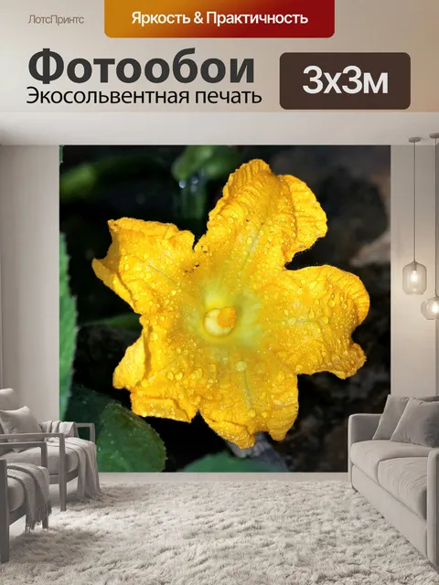 Фотообои Цветок тыквы и капли дождя