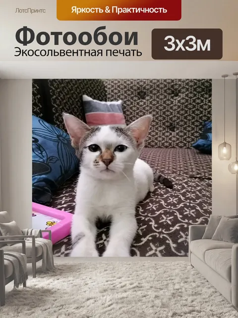 Фотообои Милый котенок