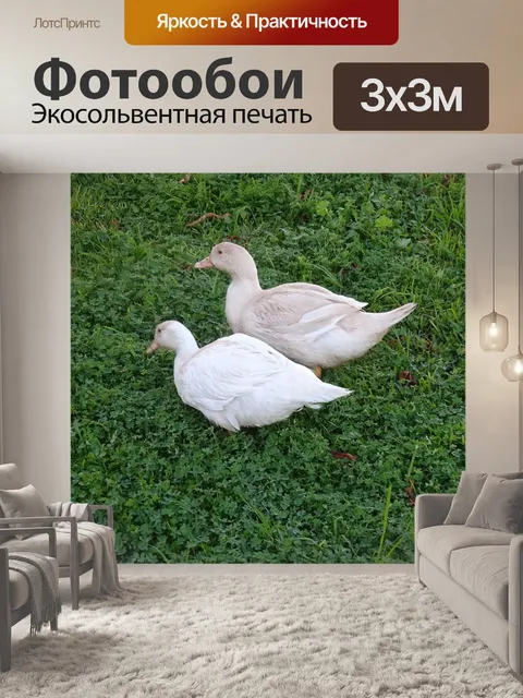 Фотообои Утки