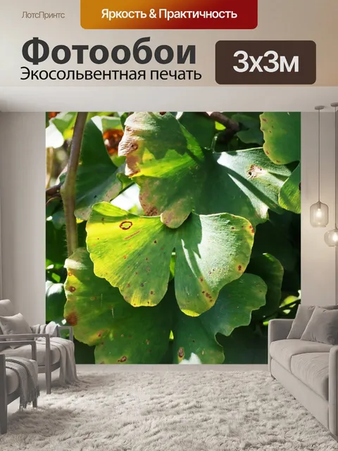 Фотообои пожелтевший зеленый лист гинкго билоба