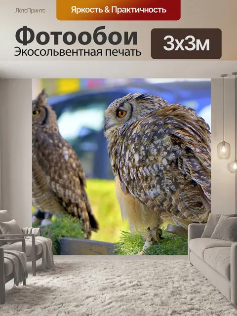 Фотообои Совы