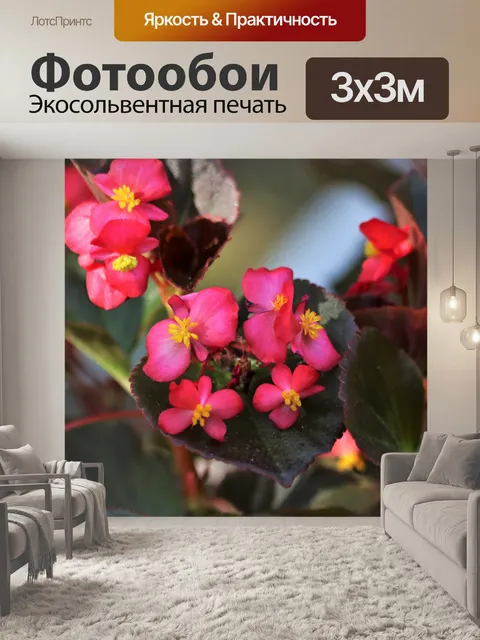 Фотообои Розовая бегония Цветы крупным планом