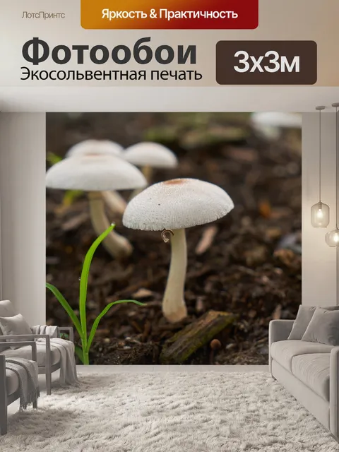 Фотообои Гриб