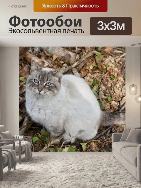 Фотообои Кошка