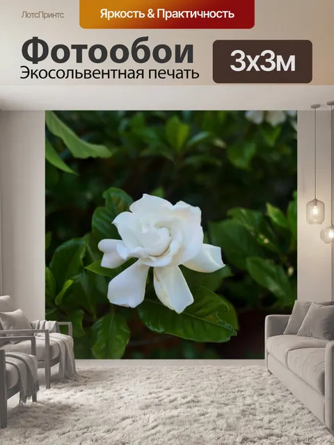 Фотообои чистый белый гардения