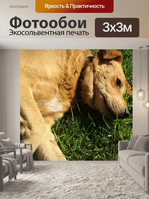 Фотообои Собака