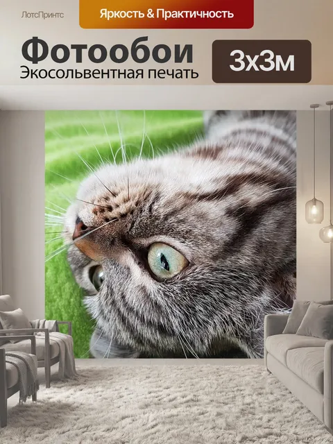 Фотообои Кот