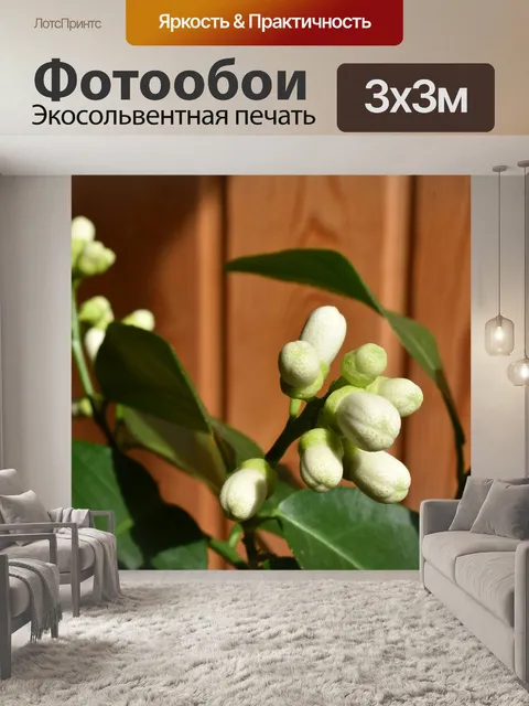 Фотообои Лимон
