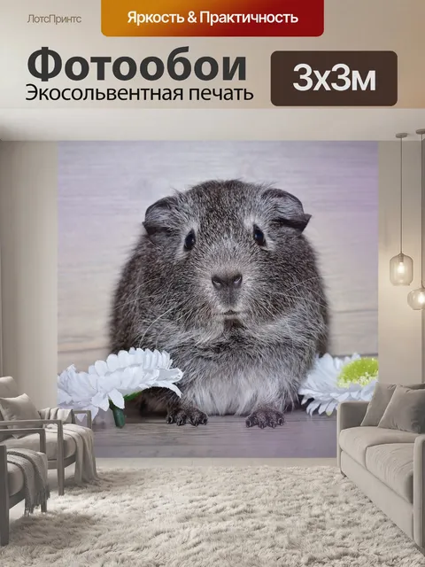 Фотообои Морская свинка