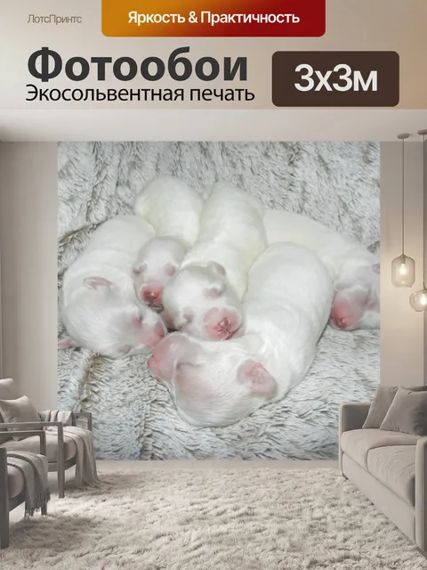 Фотообои Щенки, Котон де Тулеар,