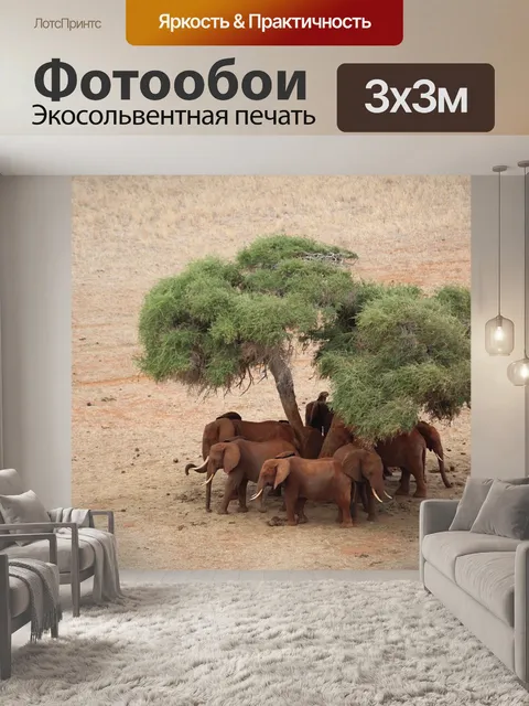 Фотообои Слон