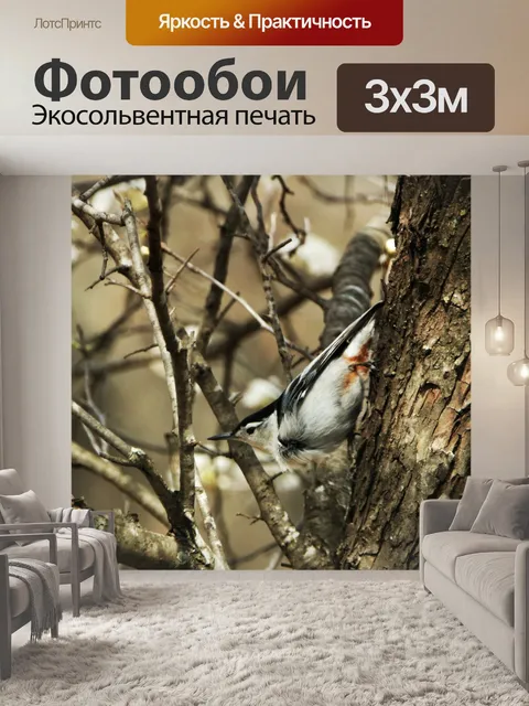 Фотообои Белогрудый поползень весной