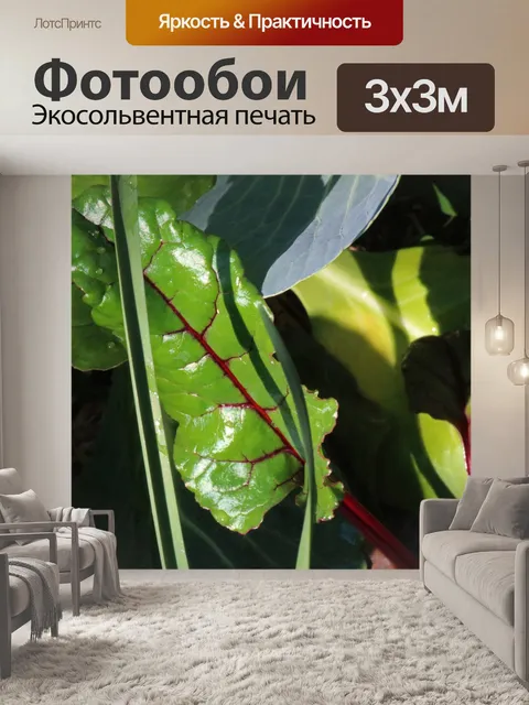 Фотообои свекла и другие овощные листья
