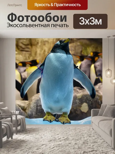 Фотообои Пингвин gentoo