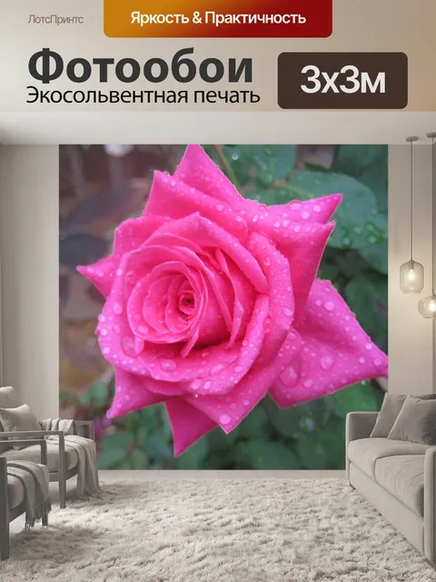 Фотообои Розовая роза с каплями воды