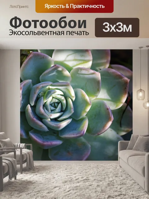 Фотообои розовая кайма на листьях эхеверии
