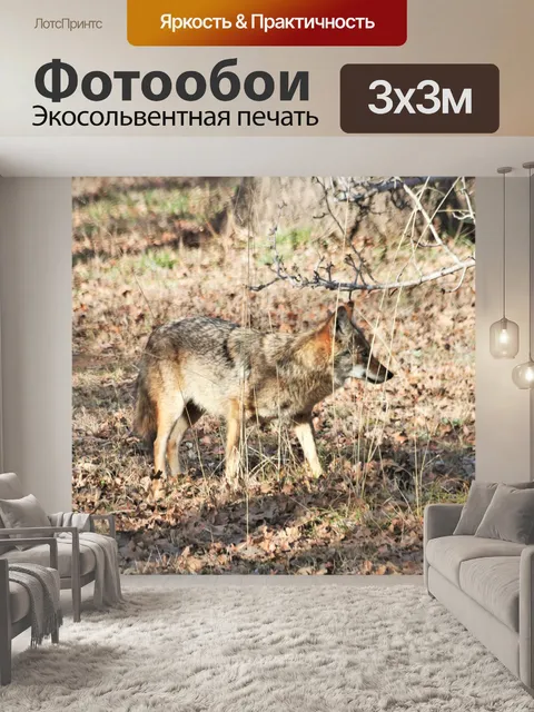 Фотообои Профиль койота