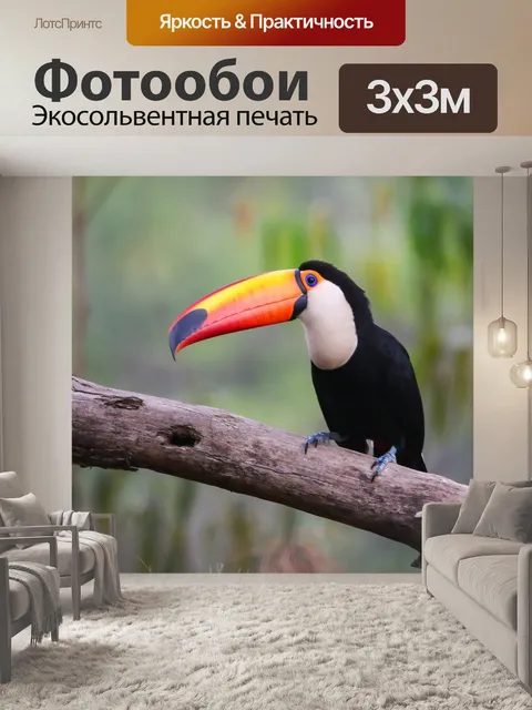 Фотообои Токо тукан