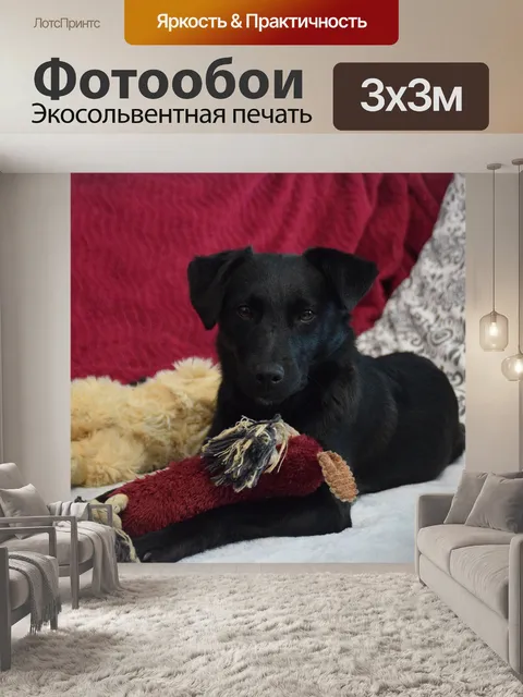 Фотообои Черный собака