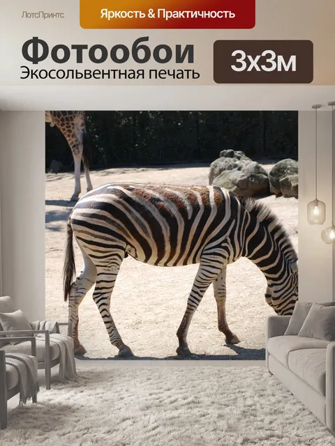 Фотообои Зебра в зоопарке Мельбурна