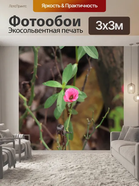 Фотообои Роза