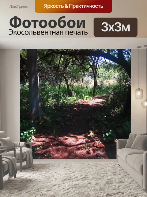Фотообои тень под высокими деревьями на тропе