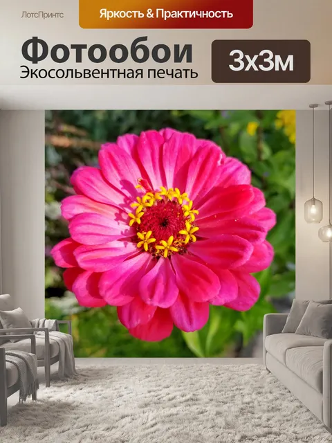 Фотообои Цинния цветы
