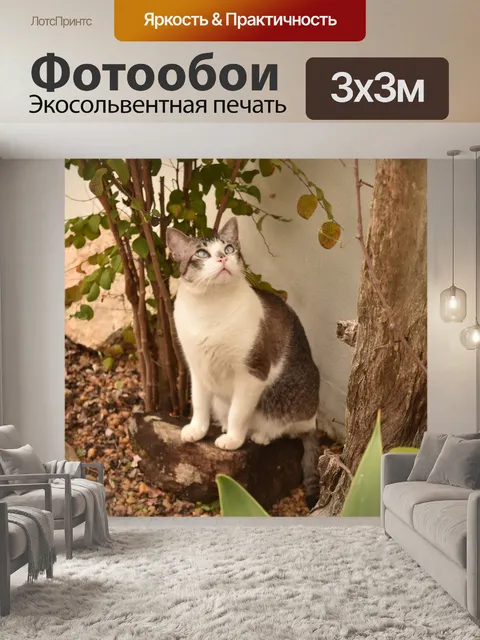 Фотообои Кошка