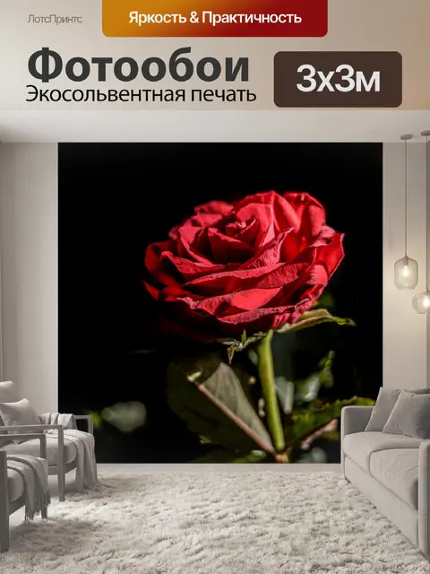 Фотообои роза, цветок, красный, природа, романтич
