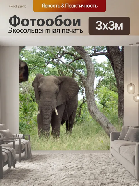Фотообои Слон