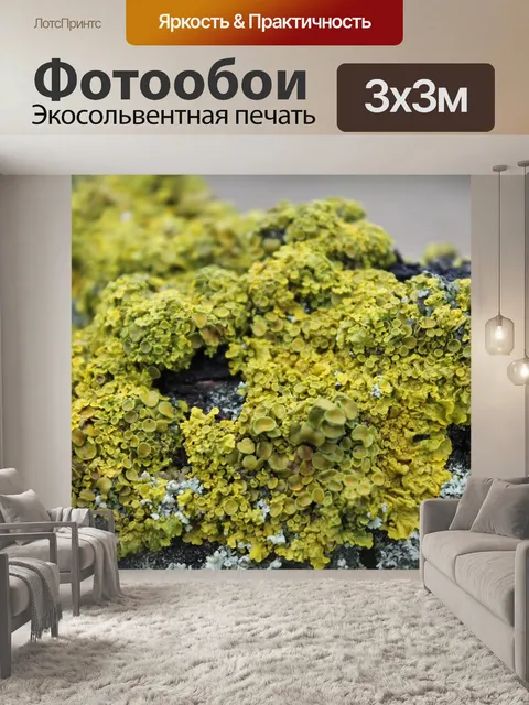 Фотообои Мосс