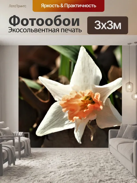 Фотообои Белый нарцисс крупным планом