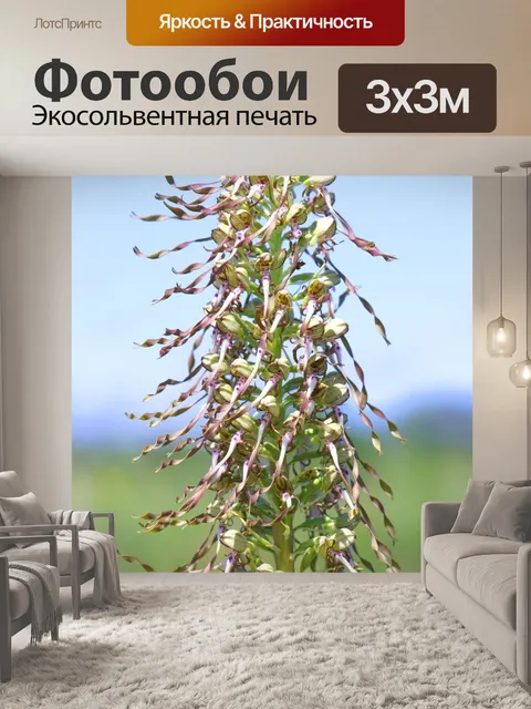 Фотообои Коза орхидея