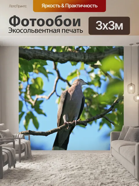 Фотообои Голубь сидел на ветке