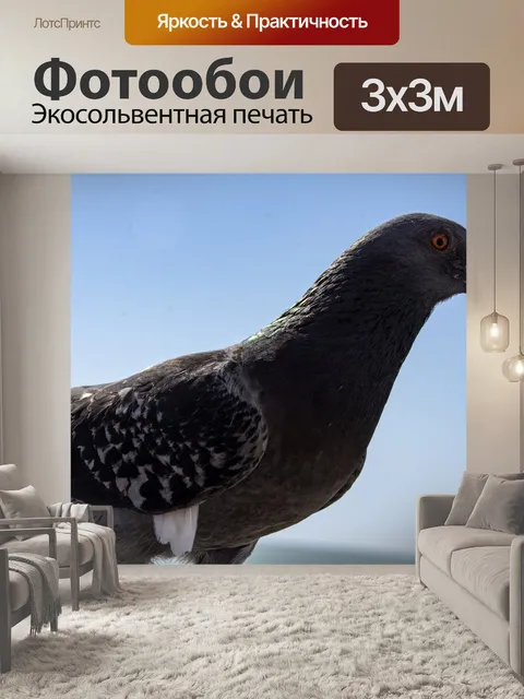 Фотообои голубь