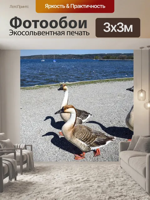 Фотообои Горбатые гуси