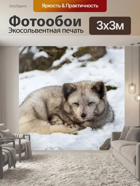 Фотообои Песец