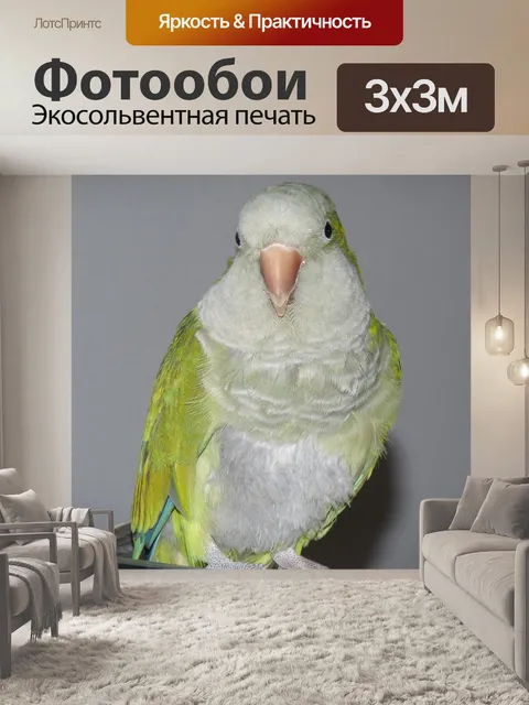 Фотообои Попугай