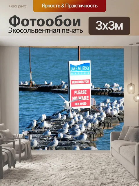 Фотообои Морские чайки, плавающие на шинах