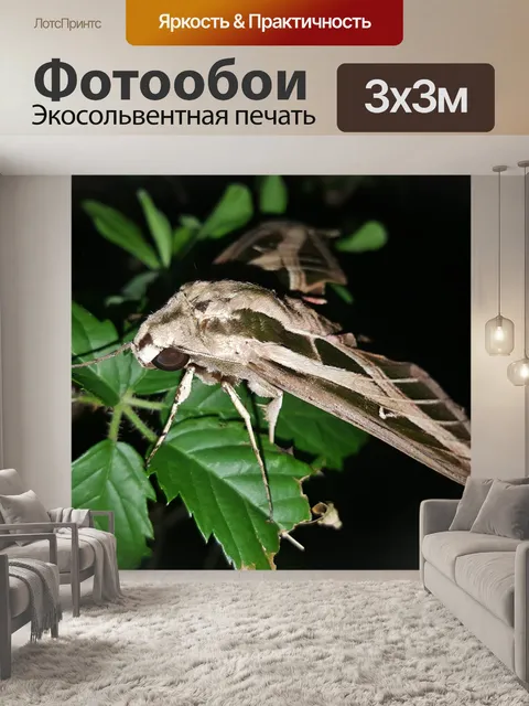 Фотообои Моль