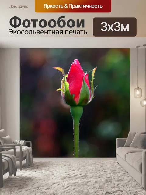 Фотообои Роза