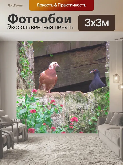 Фотообои Пара голубей