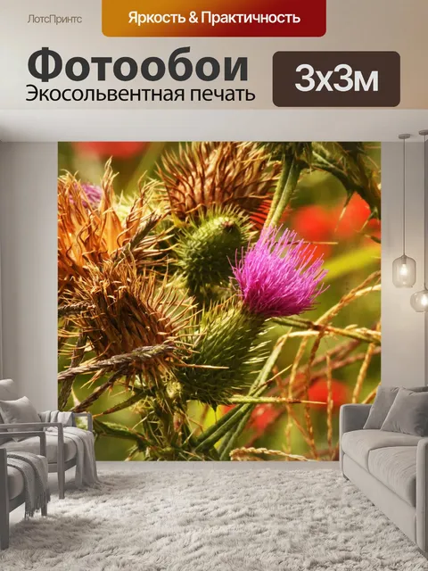 Фотообои розовый цветок чертополоха с сухим цветк