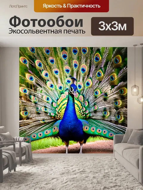 Фотообои павлин, элегантно расположивший свои перья, позирует перед фотографом в экзотическом заповеднике, его яркие…