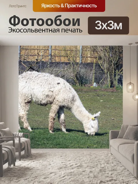 Фотообои Альпака