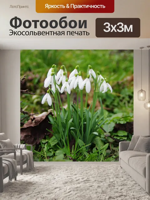 Фотообои Общие подснежник (Galanthus снежная)