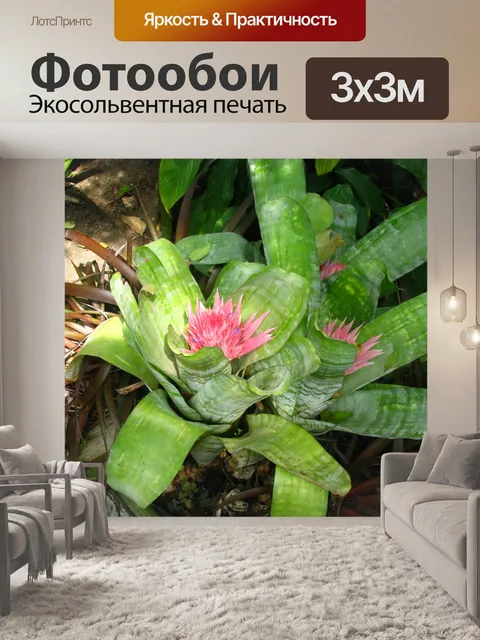 Фотообои Цветок кактуса
